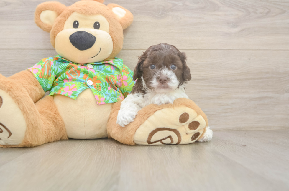 5 week old Cockapoo Puppy For Sale - Lone Star Pups