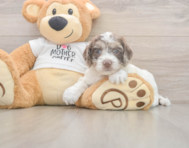 6 week old Cockapoo Puppy For Sale - Lone Star Pups