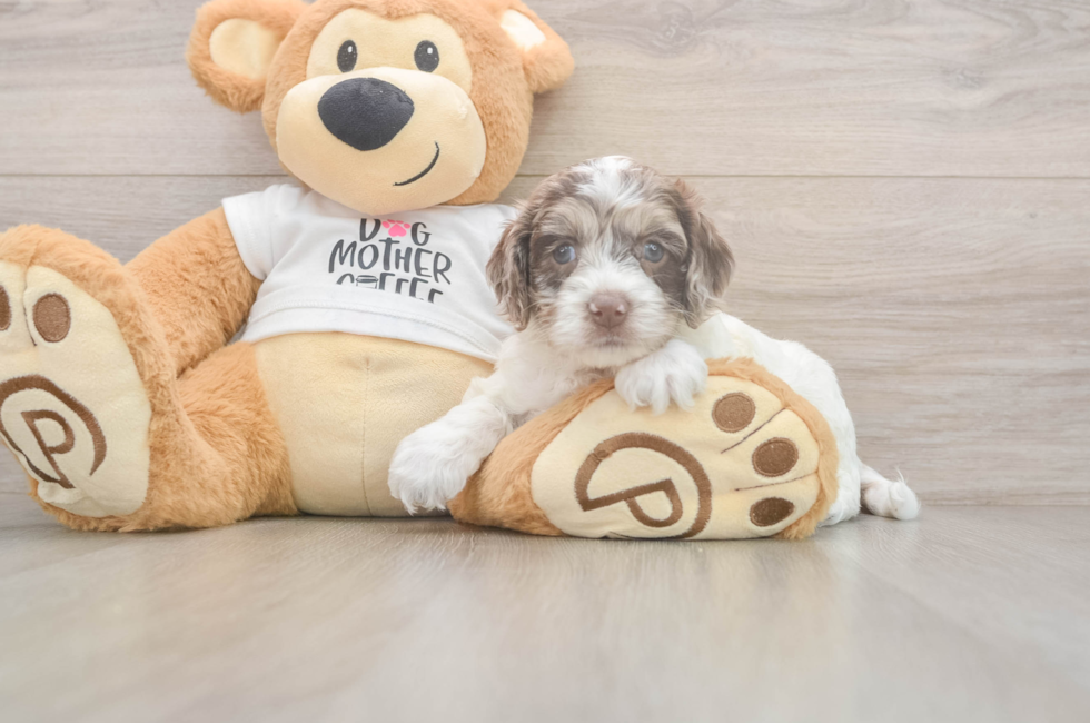 5 week old Cockapoo Puppy For Sale - Lone Star Pups