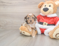 6 week old Cockapoo Puppy For Sale - Lone Star Pups