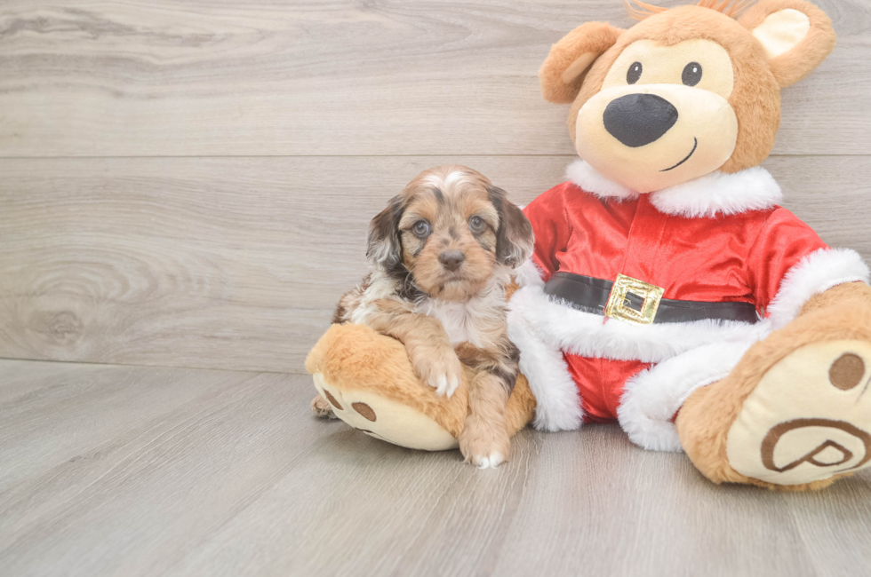 5 week old Cockapoo Puppy For Sale - Lone Star Pups