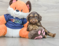 7 week old Cockapoo Puppy For Sale - Lone Star Pups