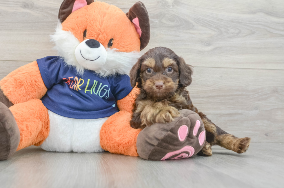 5 week old Cockapoo Puppy For Sale - Lone Star Pups