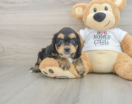 6 week old Cockapoo Puppy For Sale - Lone Star Pups