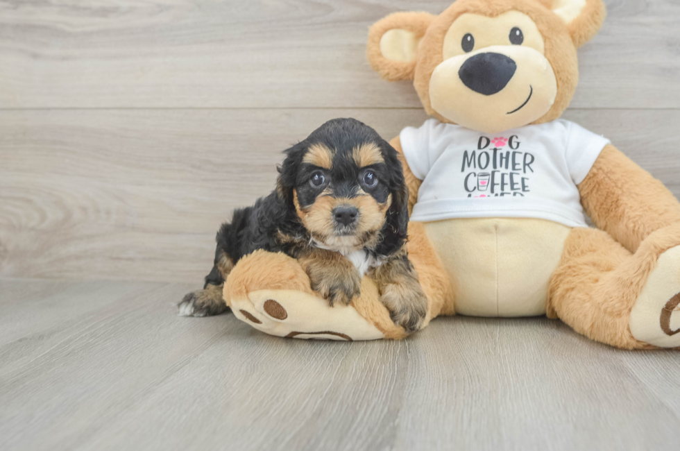 6 week old Cockapoo Puppy For Sale - Lone Star Pups
