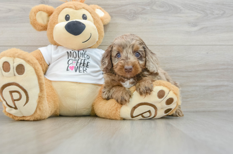 5 week old Cockapoo Puppy For Sale - Lone Star Pups