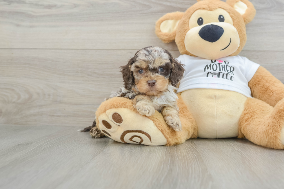 Cockapoo Puppy for Adoption