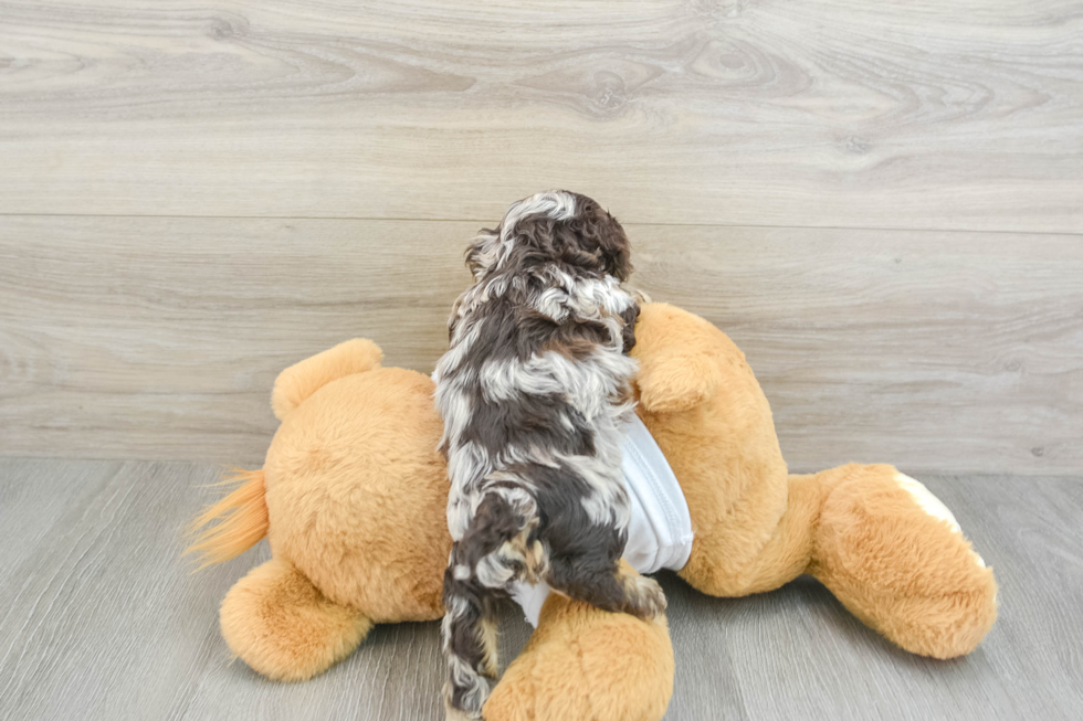 Sweet Cockapoo Baby