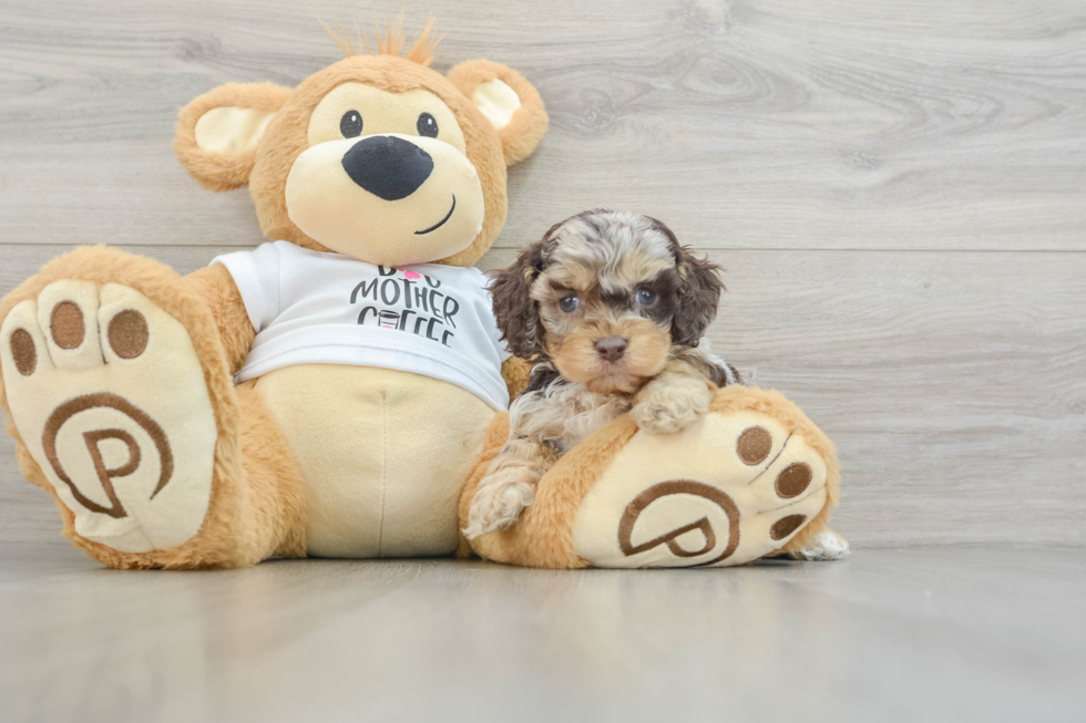 Cute Cockapoo Baby