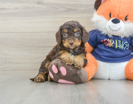 8 week old Cockapoo Puppy For Sale - Lone Star Pups