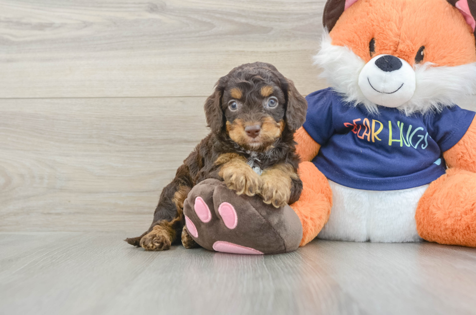 5 week old Cockapoo Puppy For Sale - Lone Star Pups