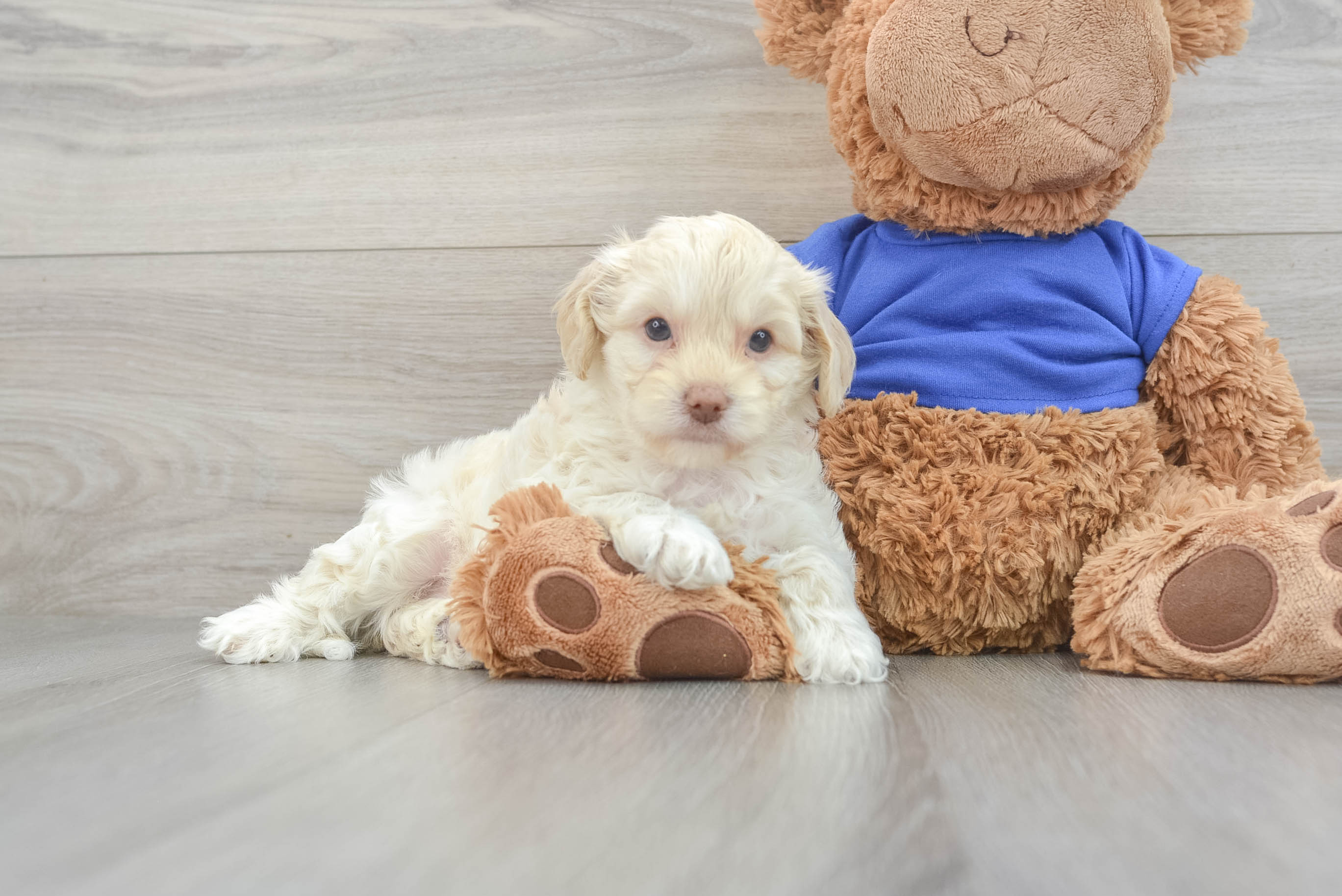 Fluffy orders cockapoo