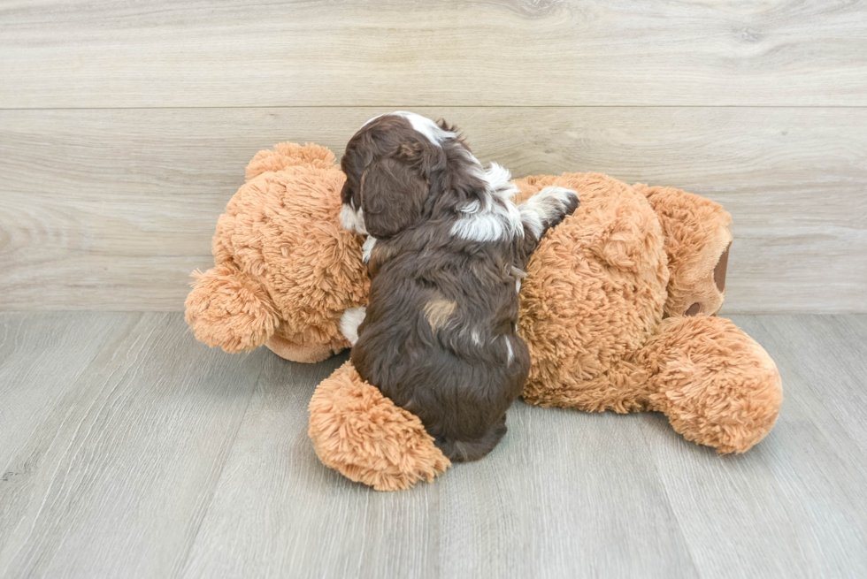 Adorable Cocker Doodle Poodle Mix Puppy