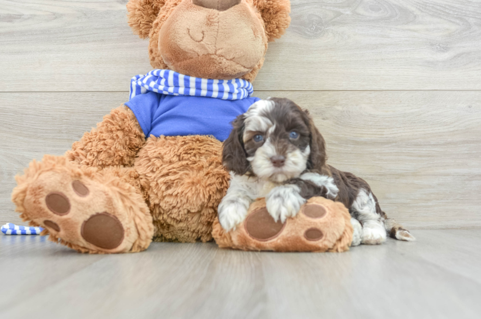 6 week old Cockapoo Puppy For Sale - Lone Star Pups
