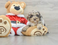 6 week old Cockapoo Puppy For Sale - Lone Star Pups