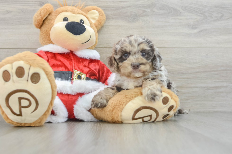 Cockapoo Pup Being Cute