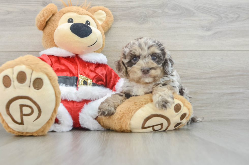 5 week old Cockapoo Puppy For Sale - Lone Star Pups