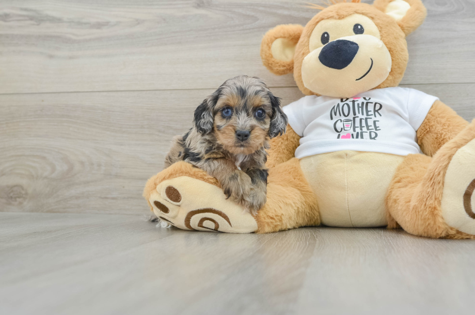 7 week old Cockapoo Puppy For Sale - Lone Star Pups