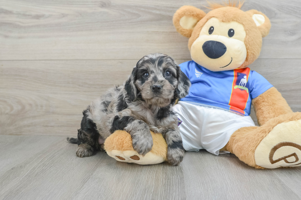 6 week old Cockapoo Puppy For Sale - Lone Star Pups