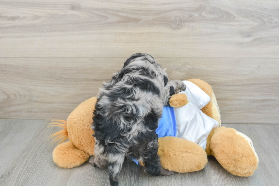 Cockapoo Pup Being Cute