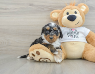 8 week old Cockapoo Puppy For Sale - Lone Star Pups