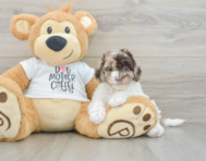 8 week old Cockapoo Puppy For Sale - Lone Star Pups