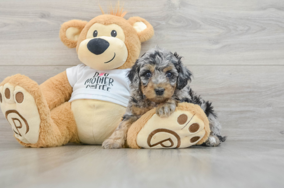 5 week old Cockapoo Puppy For Sale - Lone Star Pups
