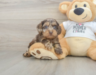 7 week old Cockapoo Puppy For Sale - Lone Star Pups