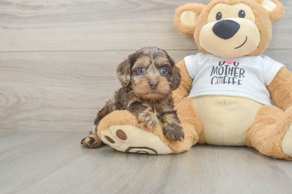 5 week old Cockapoo Puppy For Sale - Lone Star Pups