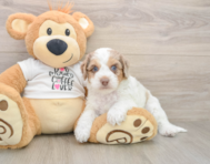 6 week old Cockapoo Puppy For Sale - Lone Star Pups