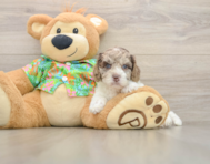 5 week old Cockapoo Puppy For Sale - Lone Star Pups