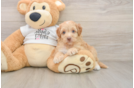 Cockapoo Puppy for Adoption