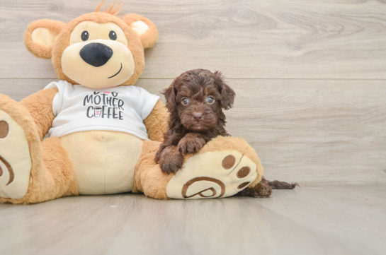 Friendly Cockapoo Baby