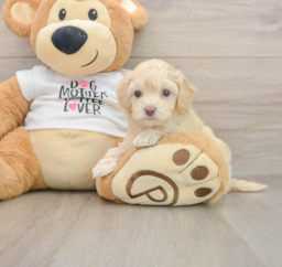 6 week old Cockapoo Puppy For Sale - Lone Star Pups