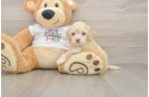 Happy Cockapoo Baby
