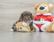 6 week old Cockapoo Puppy For Sale - Lone Star Pups