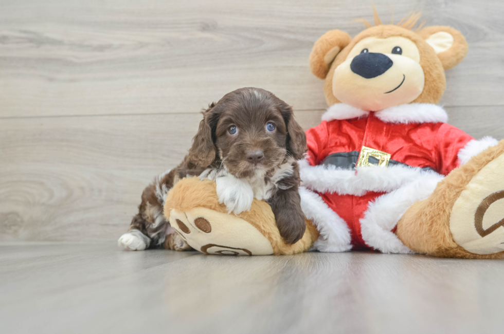 5 week old Cockapoo Puppy For Sale - Lone Star Pups