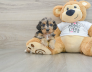 7 week old Cockapoo Puppy For Sale - Lone Star Pups