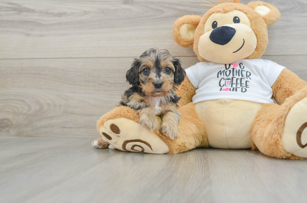 7 week old Cockapoo Puppy For Sale - Lone Star Pups