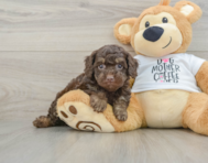 8 week old Cockapoo Puppy For Sale - Lone Star Pups