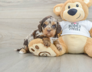 5 week old Cockapoo Puppy For Sale - Lone Star Pups