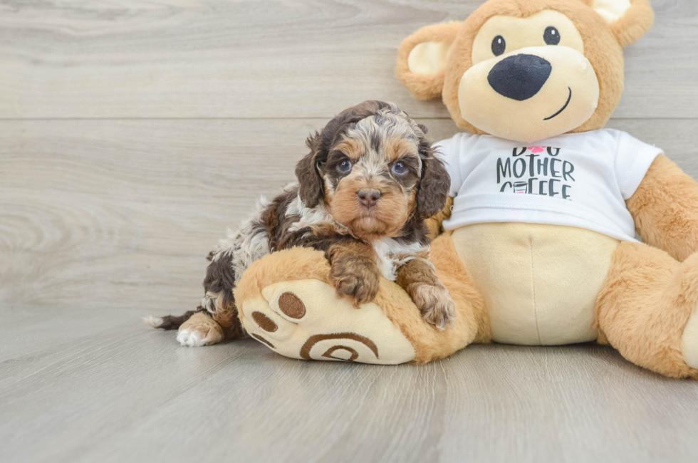 5 week old Cockapoo Puppy For Sale - Lone Star Pups