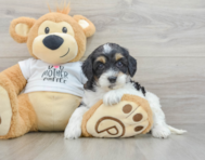 7 week old Cockapoo Puppy For Sale - Lone Star Pups