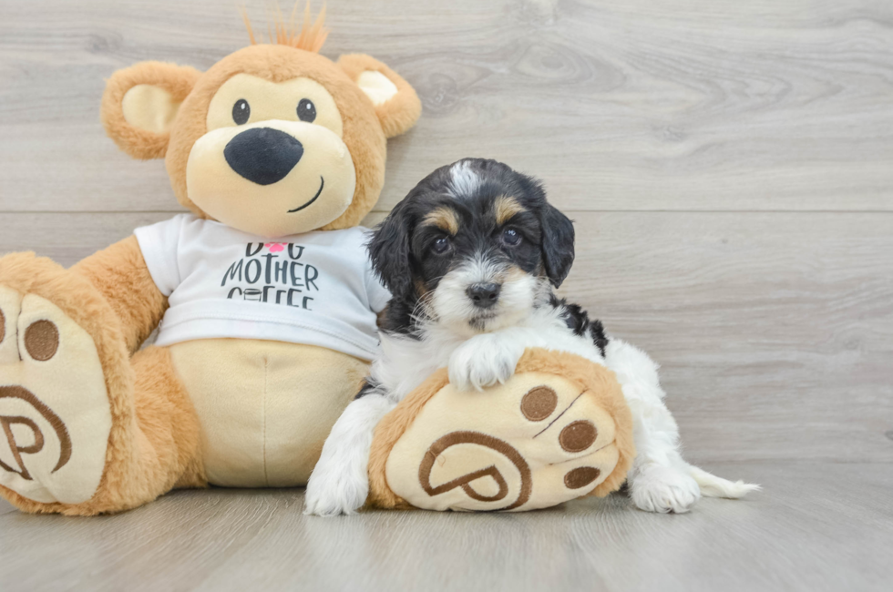 5 week old Cockapoo Puppy For Sale - Lone Star Pups