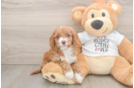 Best Cockapoo Baby