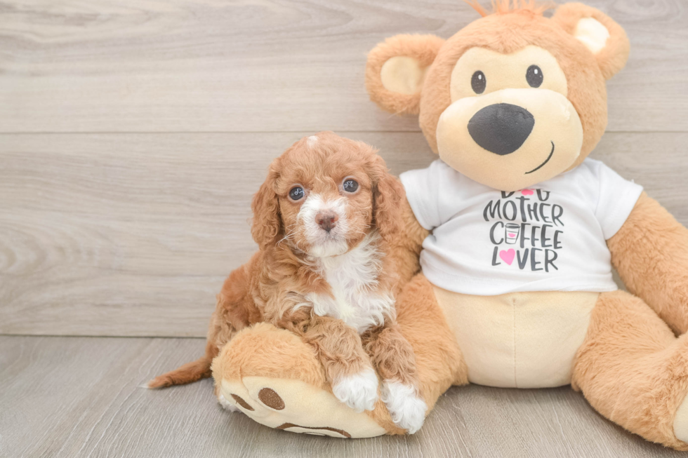 Best Cockapoo Baby