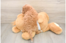 Best Cockapoo Baby