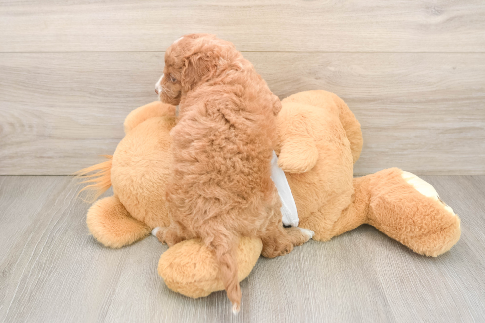 Best Cockapoo Baby