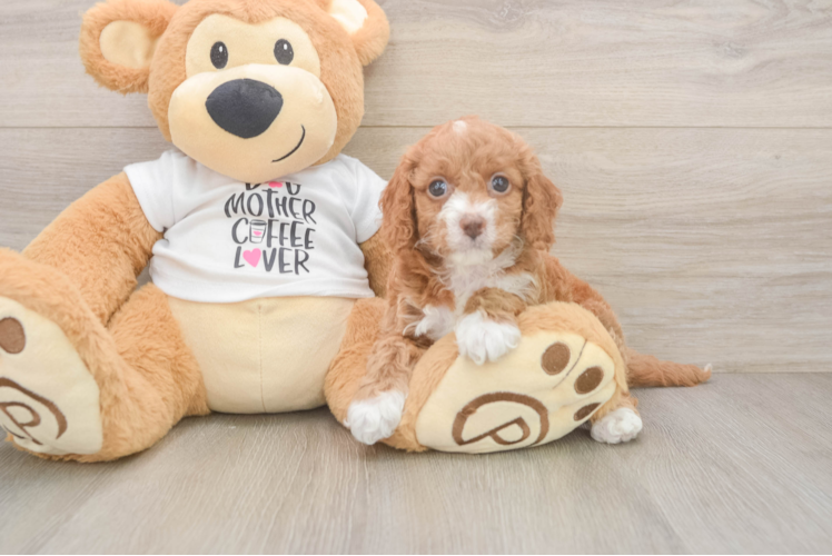 Cockapoo Pup Being Cute