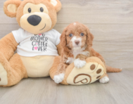 8 week old Cockapoo Puppy For Sale - Lone Star Pups